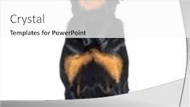  Presentation with tongue - Slide set featuring young-rottweiler-sitting-in-front background and a white colored foreground