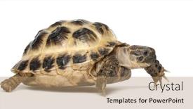  Presentation with tortoise - Audience pleasing PPT theme consisting of lasers - frozen red raspberries in laser backdrop and a light blue colored foreground