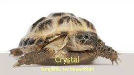  Presentation with tortoise - Cool new slide deck with young russian tortoise horsfield's backdrop and a tawny brown colored foreground