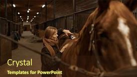  Presentation with ranch - Presentation design featuring young-satisfied-woman-grooming-horse background and a wine colored foreground