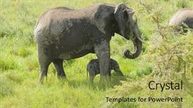  Presentation with scientific - Beautiful slide deck featuring young scientific name loxodonta africana backdrop and a yellow colored foreground