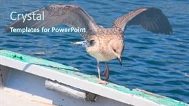  Presentation with seagull - Slides featuring young-seagull-on-the-board background and a ocean colored foreground