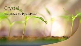  Presentation with agriculture greenhouse - Presentation consisting of young-seedling-in-a-greenhouse background and a lemonade colored foreground