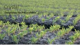  Presentation with agriculture field - PPT layouts having young-seedlings-growing background and a seafoam green colored foreground