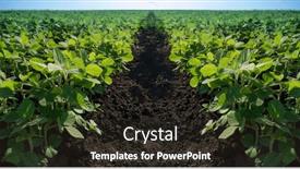  Presentation with agricultural - Presentation theme enhanced with young-seedlings-of-green-zucchini background and a wine colored foreground