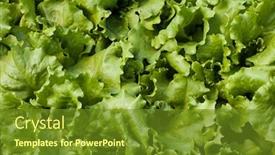  Presentation with lettuce - Presentation theme featuring young seedlings of lettuce background and a tawny brown colored foreground