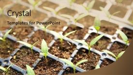  Presentation with plants - Theme having young seedlings plants in a black tray background and a coral colored foreground