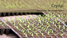  Presentation with plants - Cool new presentation theme with young seedlings plants in a black tray backdrop and a coral colored foreground