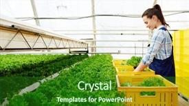  Presentation with lettuce - PPT theme featuring young selectionist putting fresh lettuce background and a forest green colored foreground