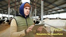  Presentation with livestock - Slide deck enhanced with young-serious-male-worker background and a tawny brown colored foreground