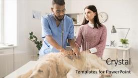  Presentation with sick dog - PPT layouts consisting of young serious veterinary specialist examining background and a soft green colored foreground