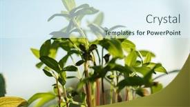  Presentation with young business woman smile show - Presentation design featuring young-shoots-in-the-pots background and a  colored foreground