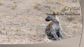  Presentation with kruger - PPT layouts having young-sitting-spotted-hyena-crocuta background and a mint green colored foreground