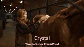  Presentation with stallion - Presentation design enhanced with young-smiling-woman-cleaning-horseback background and a wine colored foreground
