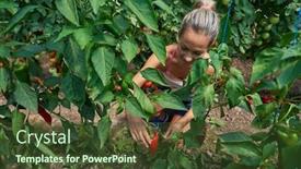  Presentation with vegetables - Audience pleasing slides consisting of young-smiling-woman-picking-fresh backdrop and a tawny brown colored foreground