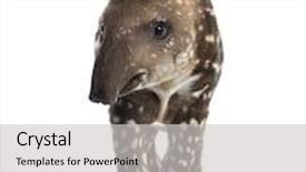  Presentation with old days - PPT theme having terrestrial animla - young south american tapir isolated background and a light gray colored foreground