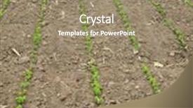  Presentation with soybean - Slide set consisting of young soybean crop background and a coral colored foreground