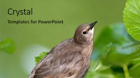  Presentation with sparrow - Presentation theme having young sparrow background and a tawny brown colored foreground