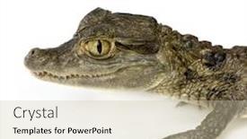  Presentation with blanc - Amazing theme having  backdrop and a  colored foreground