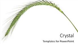  Presentation with white green - Audience pleasing PPT theme consisting of young spikelet barley of green backdrop and a white colored foreground