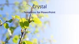  Presentation with faded - Colorful PPT theme enhanced with young spring green leaves on faded background with copy space backdrop and a sky blue colored foreground