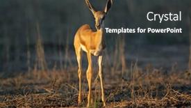  Presentation with kalahari - Presentation design featuring young springbok lamb antidorcas marsupialis in late afternoon light kalahari desert south africa background and a dark gray colored foreground