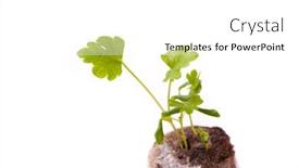  Presentation with young plant - Cool new slide set with young-sprout-in-peat-tablet backdrop and a white colored foreground