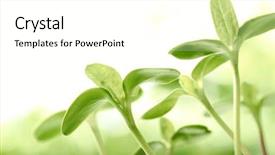  Presentation with sprout - Colorful presentation theme enhanced with young sprout in springtime closeup backdrop and a white colored foreground