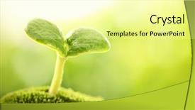  Presentation with sprout - Presentation theme featuring young sprout in sunlight closeup background and a blonde colored foreground