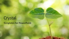  Presentation with sprout - Amazing presentation design having young sprout on green background backdrop and a  colored foreground