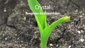  Presentation with sprout - Slide set consisting of young sprout on the ground background and a dark gray colored foreground