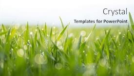  Presentation with dew - Slides having young-sprouts-of-wheat-green background and a white colored foreground