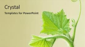  Presentation with vine - Theme consisting of young squash leaves on vine for isolated on yellow background background and a soft green colored foreground