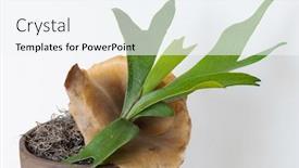  Presentation with fern - Theme with young-staghorn-fern-with-brown background and a sky blue colored foreground
