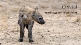  Presentation with kruger - Slides featuring young-standing-spotted-hyena-crocuta background and a mint green colored foreground