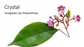  Presentation with fruit - Presentation design having young star fruit averrhoa carambola background and a white colored foreground