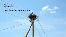  Presentation with blue sky at cook islands - Amazing slide set having young stork in wicker nest backdrop and a light blue colored foreground