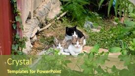  Presentation with city street - Colorful slides enhanced with young-stray-cat backdrop and a tawny brown colored foreground