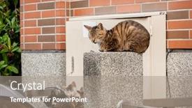  Presentation with city street - Slides featuring young-stray-cat background and a gray colored foreground