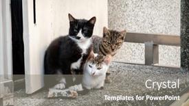  Presentation with city street - Theme featuring young-stray-cat background and a gray colored foreground
