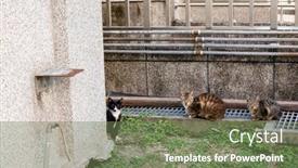  Presentation with city street - Presentation theme having young-stray-cat background and a violet colored foreground