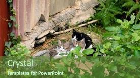  Presentation with city street - Theme enhanced with young-stray-cat background and a tawny brown colored foreground