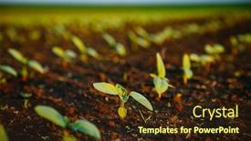  Presentation with agrarian - Cool new presentation design with young-sunflower-sprout-growing-out backdrop and a wine colored foreground