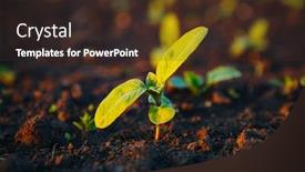  Presentation with agrarian - Presentation theme enhanced with young-sunflower-sprout-growing-out background and a wine colored foreground
