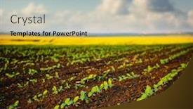  Presentation with agrarian - Presentation theme consisting of young-sunflower-sprout-growing-out background and a soft green colored foreground