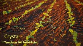  Presentation with agrarian - Beautiful presentation theme featuring young-sunflower-sprout-growing-out backdrop and a tawny brown colored foreground