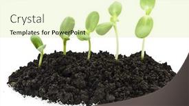  Presentation with sunflowers - PPT theme enhanced with watering roots plant - young sunflowers sprouts background and a soft green colored foreground