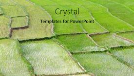  Presentation with plantation - Slide set featuring young-terrace-rice-plantation background and a yellow colored foreground