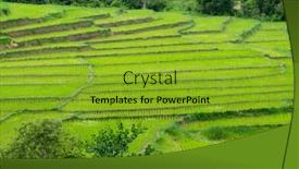  Presentation with plantation - Beautiful theme featuring young-terrace-rice-plantation backdrop and a gold colored foreground