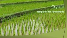  Presentation with plantation - Presentation design consisting of young-terrace-rice-plantation background and a tawny brown colored foreground